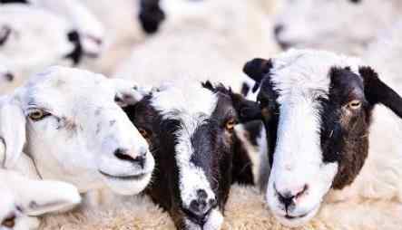 禁止从葡萄牙输入羊及其相关产品 发生了什么