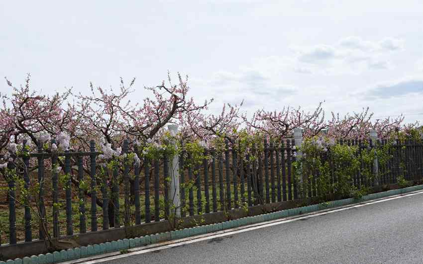 忽逢桃花林 远山忽逢桃花林 访明十三陵昭陵