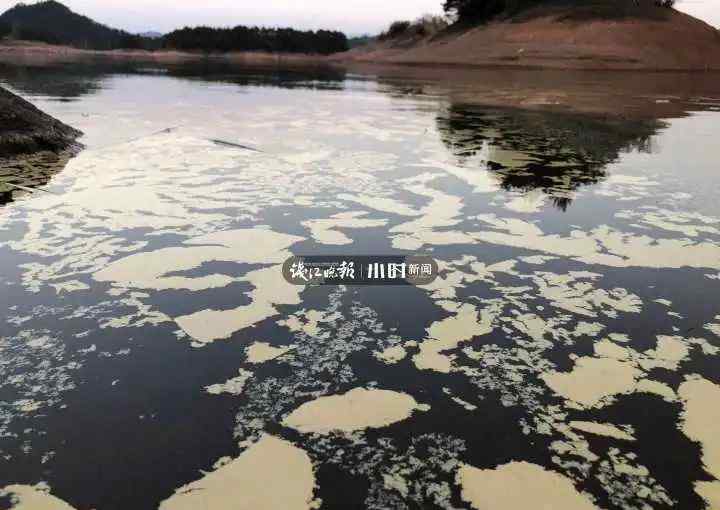 奇景！千岛湖湖面一片“金黄” 吃货们激动：天然补品