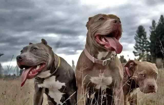 十大咬合力最强的狗 世界十大猛犬咬合力排名，斗犬之王的比特竟然排第八，谁会是第一？