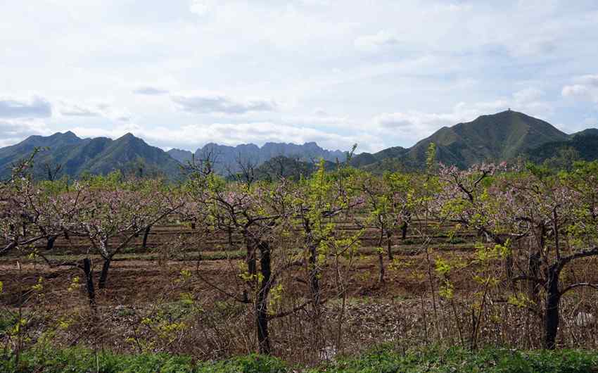 忽逢桃花林 远山忽逢桃花林 访明十三陵昭陵