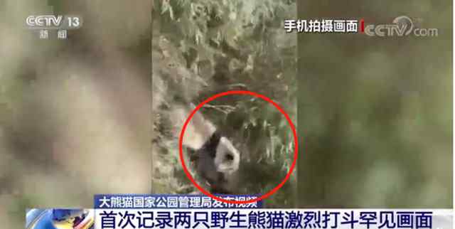 野生大熊猫为争配偶激烈打斗 巡护人员目击“比武招亲” 究竟发生了什么?