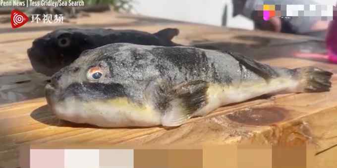 触目惊心！南非海滩现数百条搁浅剧毒河豚 毒性比氰化物更致命