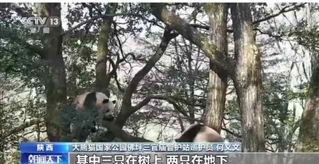 野生大熊猫为争配偶激烈打斗 巡护人员目击“比武招亲” 究竟发生了什么?