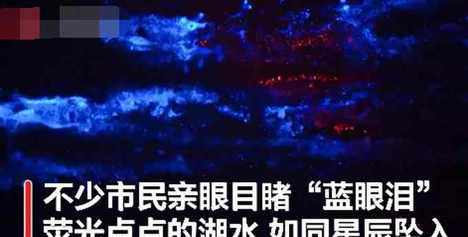 厦门多地出现蓝眼泪奇观 海水如星河般璀璨发光！网友：好浪漫！