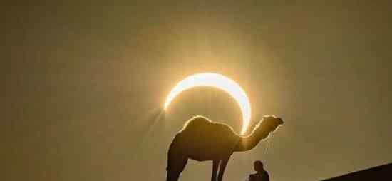 骆驼背上的太阳  骆驼沙漠真相是什么（图）