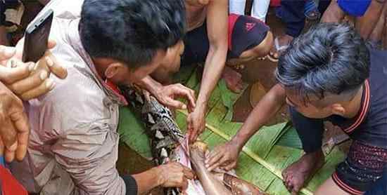 巨蛇吃人 印度尼西亚妇女被巨蟒吞食 蟒蛇食人事件上升至第三例