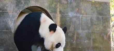 熊猫贝贝入住新家  熊猫贝贝入住新家是怎么回事