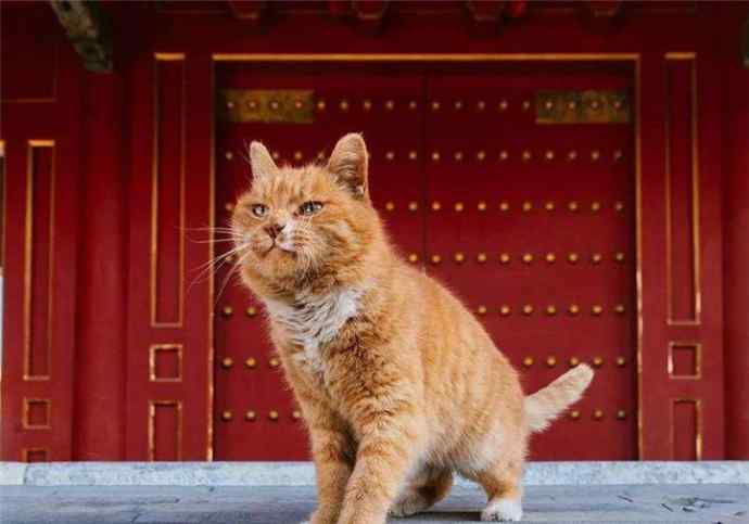 故宫 故宫御猫哪里来的 故宫御猫一般在那里活跃