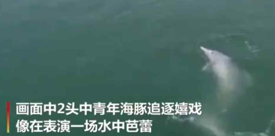 中华白海豚浪漫求偶画面曝光 网友：大自然的神奇之处