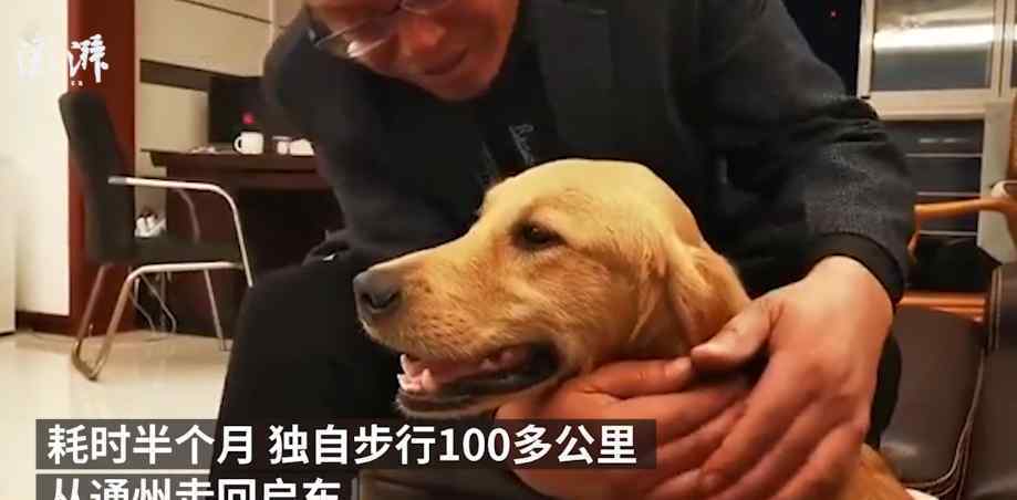 被寄养金毛暴走100多公里回家 事情始末是什么主人作何回应