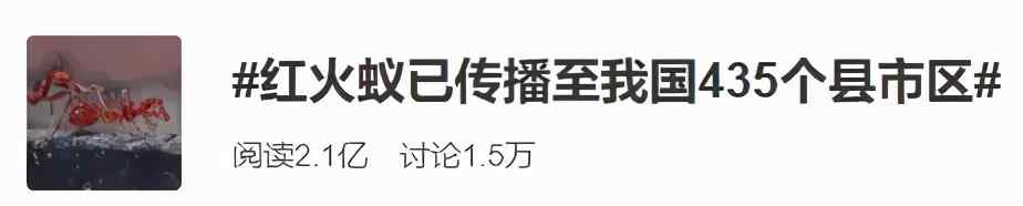 “无敌外来物种”红火蚁入侵！已传播至我国12省份 被咬一口严重可致命