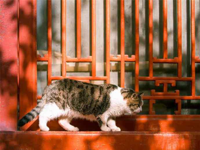 故宫 故宫御猫哪里来的 故宫御猫一般在那里活跃