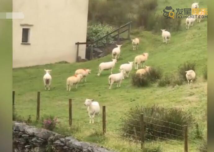 羊群 羊群站在山坡一动不动如画面静止 宛如时间静止一般太诡异了