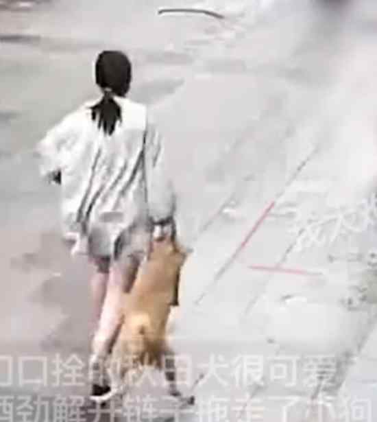 秋田犬因太可爱被当街提走 具体情况是怎样的