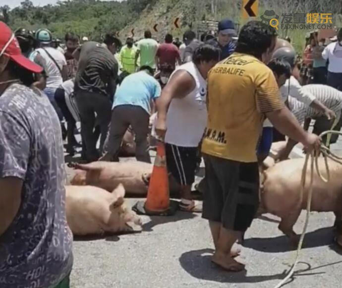  墨西哥运猪车侧翻20吨活猪遭村民疯抢 肥壮大猪被哄抢而光