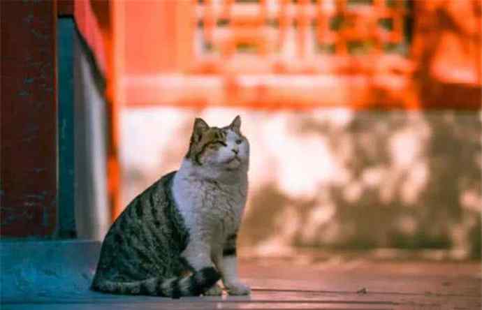 故宫 故宫御猫哪里来的 故宫御猫一般在那里活跃