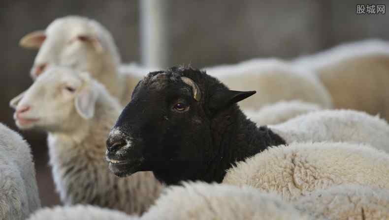 蒙古国3万只羊是如何体检的 价值多少人民币