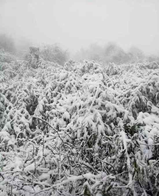 华北雪花到货具体什么情况华北雪花到货时间表