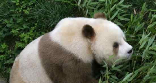 棕色大熊猫被认养  棕色大熊猫长什么样子（图）