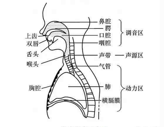 气管和咽喉的位置图喉咙喉头与声带音源解剖课哦