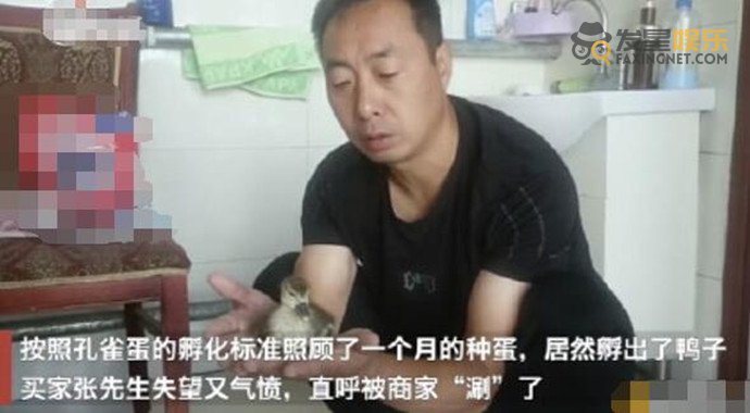 男子 男子网购孔雀蛋孵出鸭子 事情前因后果曝光使人哭笑不得