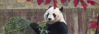 大熊猫贝贝回国 大熊猫贝贝回国原因是什么