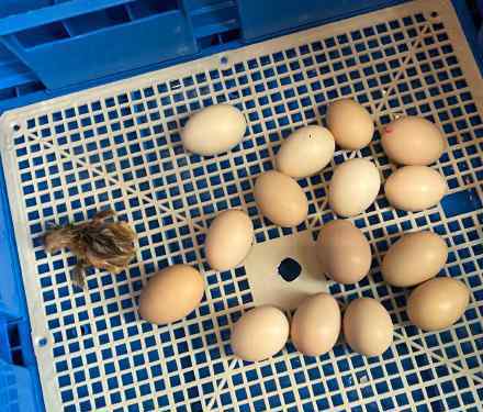 孙俪在农场拿的鸡蛋孵出小鸡了 这是什么情况