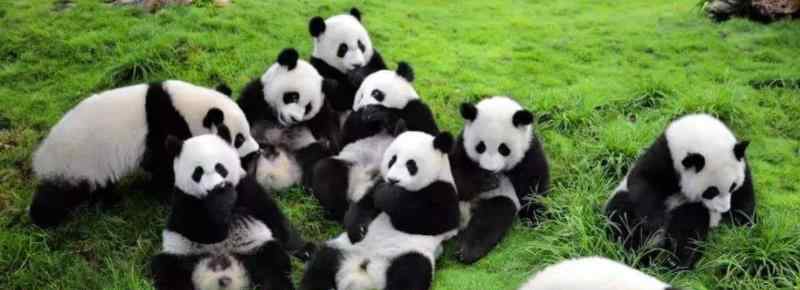 大熊猫哪里是黑的哪里是白的