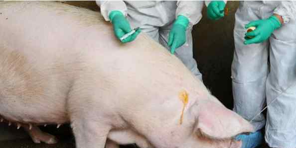 巴西发现猪流感新变种已有人感染 具体目前情况如何