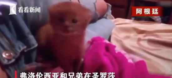 小奶猫是美洲狮 一女子救下的小猫，竟是美洲狮