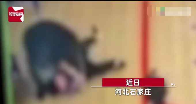 石家庄一培训学校老师过肩摔幼童？官方：该学校不具备办学资质