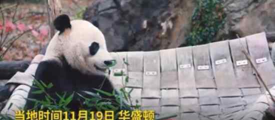 旅美大熊猫回国什么情况大熊猫回国具体怎么回事