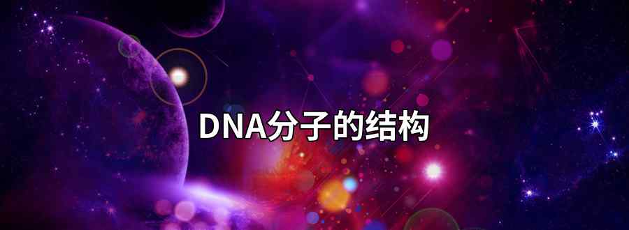 dna分子的结构是