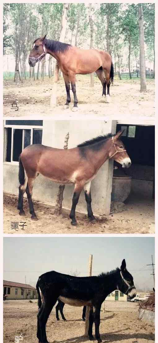 骡子图片 凡泰马术围栏：马、驴、马骡、驴骡……你分得清么？