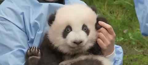 比利时大熊猫龙凤胎被正式命名 叫什么名字（图）