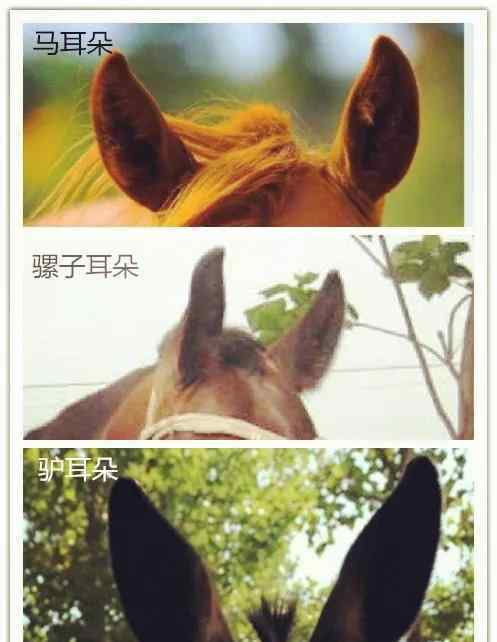 骡子图片 凡泰马术围栏：马、驴、马骡、驴骡……你分得清么？
