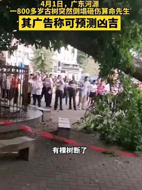 广东一800多岁古树倒塌砸伤算命先生  其广告上写着可预测凶吉