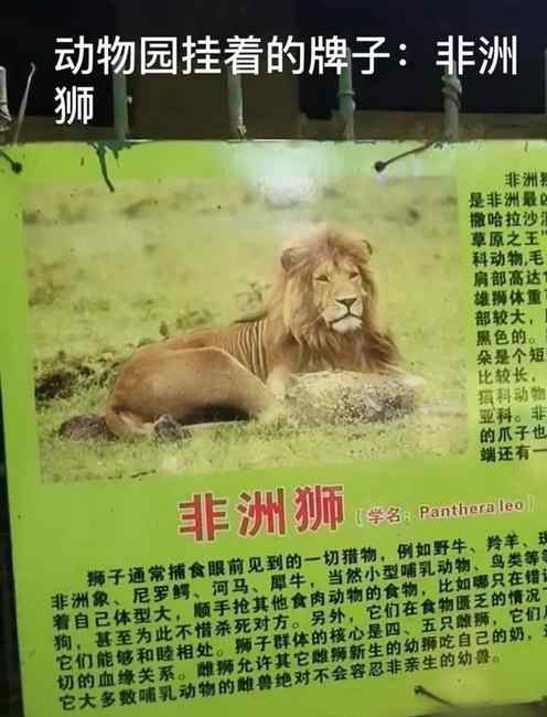 男子花60元去动物园看非洲狮 结果笼子里关了只金毛？最新回应