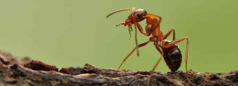 蚂蚁的习性
