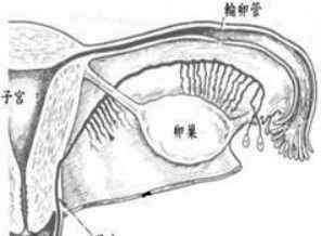 卵泡多大成熟 卵子多大才算成熟而排出的呢？