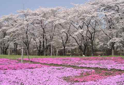 天津日语翻译 天津2015日语翻译考试3月4日报名