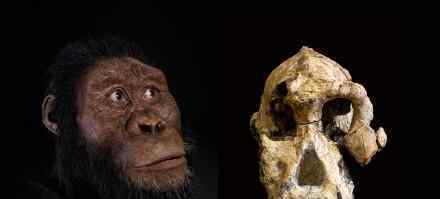 380万年前人类祖先长相复原 祖先长啥样?
