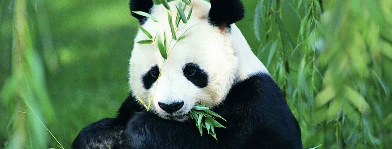 熊猫的特点和本领