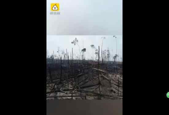 亚马逊雨林火灾后航拍画面 一片荒凉景象，树木被烧秃，令人惋惜（图）