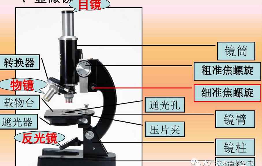 使用显微镜的7个步骤 光学显微镜使用方法（干货）