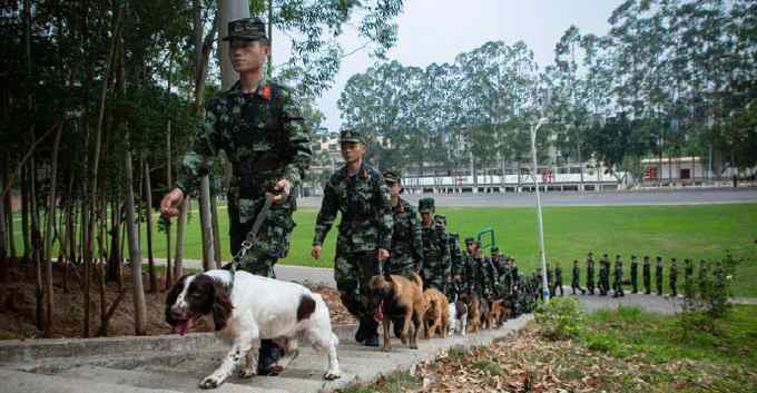 训导员带军犬祭奠无言战友 看哭网友：军犬也是英雄 致敬！