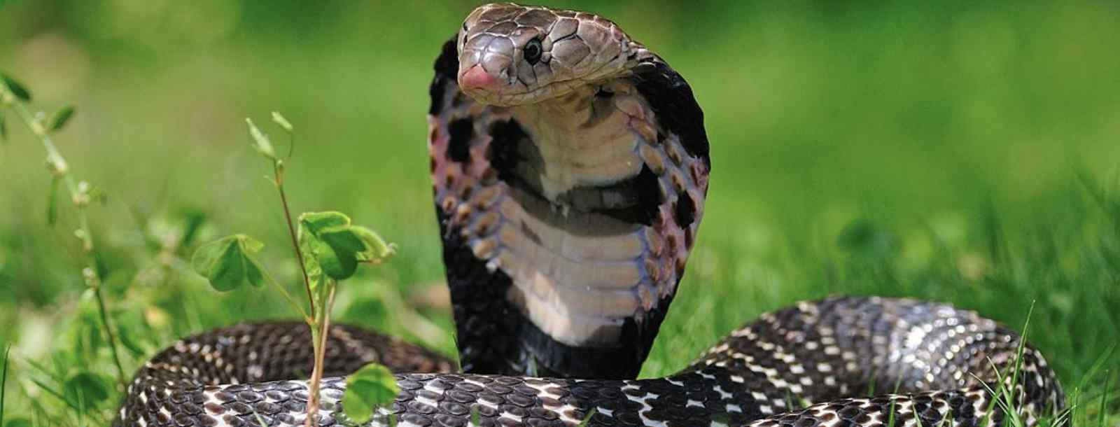 眼镜蛇在眼镜发明出来之前叫什么蛇