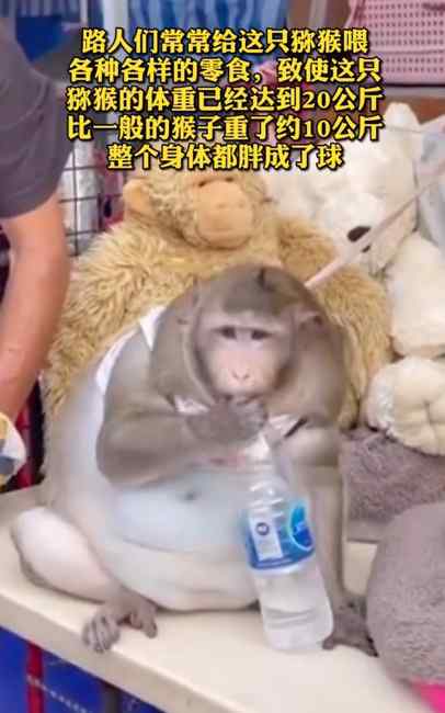 哭笑不得！泰国猴子每天被游客投喂胖成球 被强行带走减肥