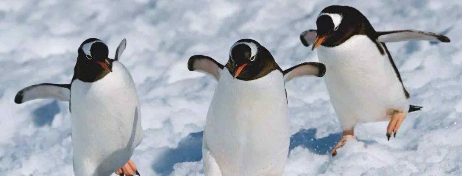 企鹅生活在南极还是生活在北极